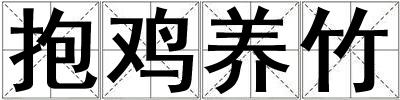 抱雞養(yǎng)竹